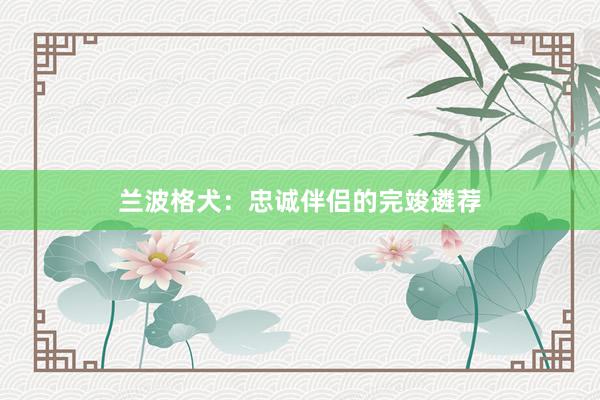 兰波格犬:忠诚伴侣的完竣遴荐